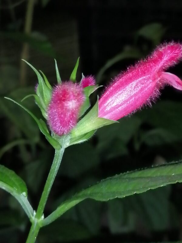 Salvia oxyphora