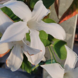 Mandevillea laxa (Suaveolens)