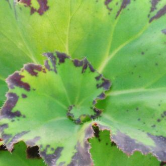Begonia 'Limeade'