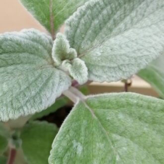 Plectranthus argentatus