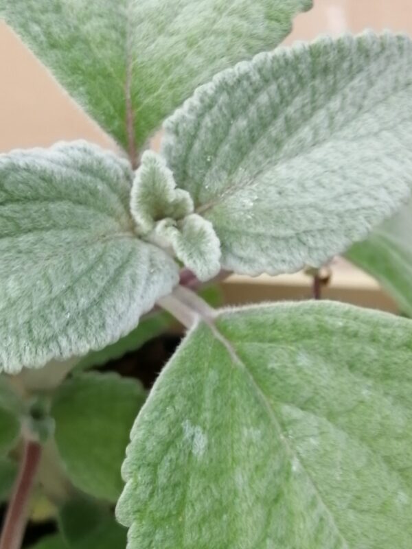 Plectranthus argentatus