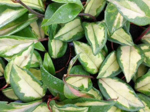 Hoya carnosa Variegata Rubra