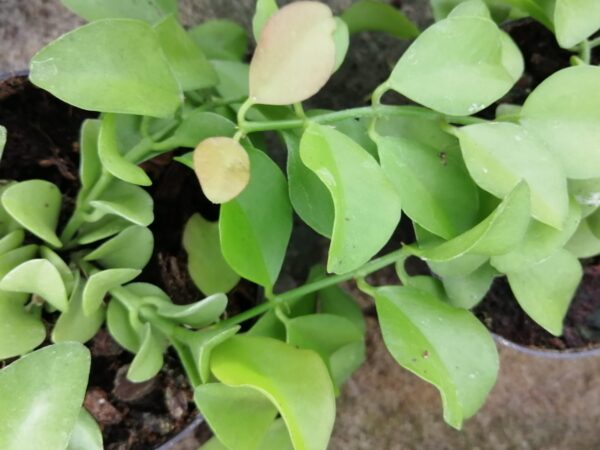 Dischidia oiantha , sin Dischidia geri