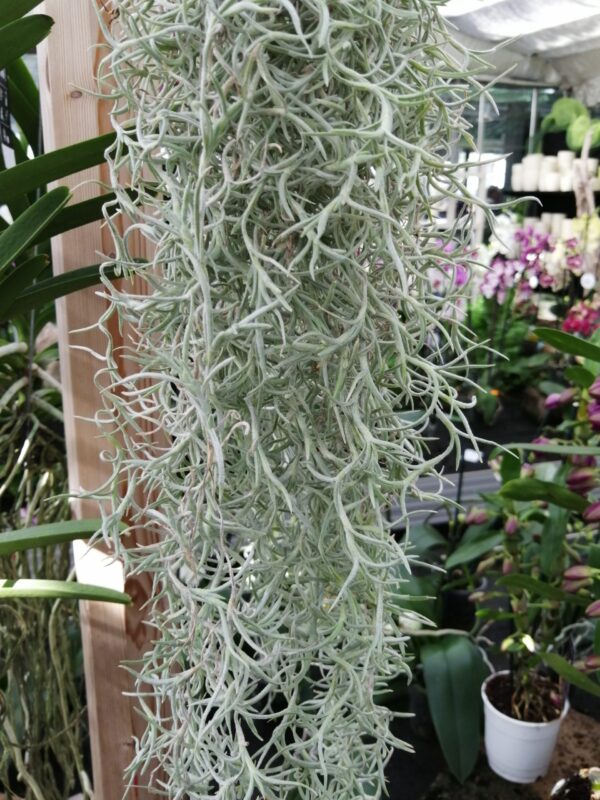 Tillandsia usneoides