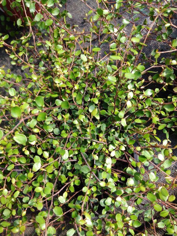 Muehlenbeckia complexa