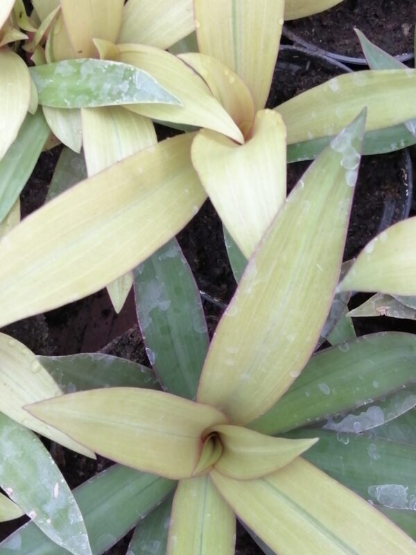 Tradescantia spathacea Sitara Gold