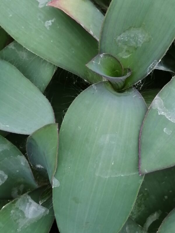 Tradescantia (Sectrasea) pallida