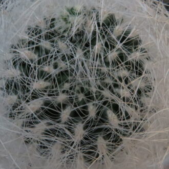 Neoporteria nidus