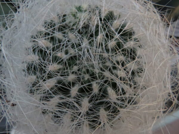 Neoporteria nidus