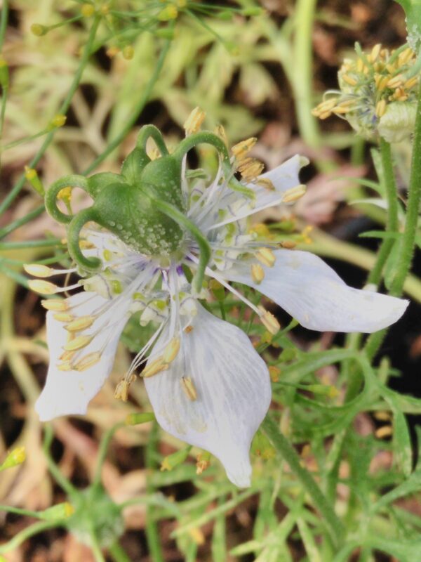 Nigella sativa