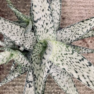 Aloe rauhii Demi