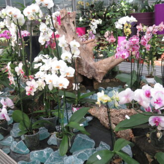Orchidee