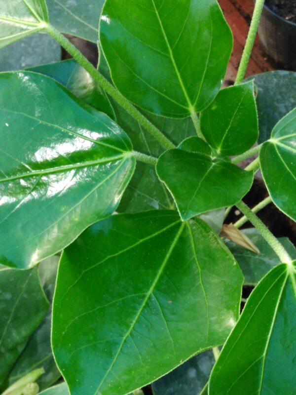 Oreopanax capitatus