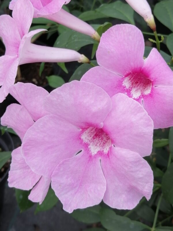 Pandorea jasminoides