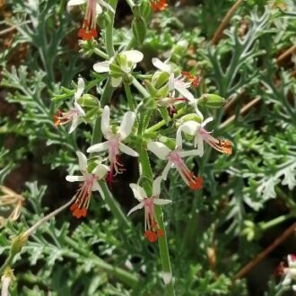 Pelargonium crithmipholium