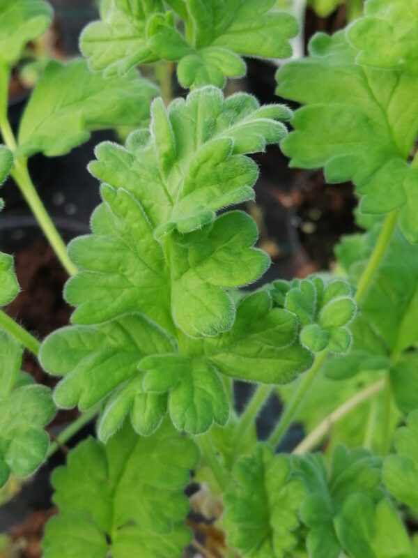 Pelargonium fulgidum