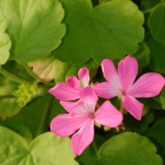 Pelargonium 'Green Gold Petit Pierre'
