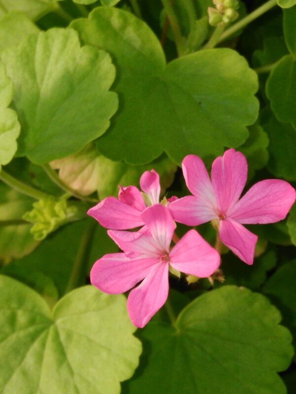Pelargonium 'Green Gold Petit Pierre'