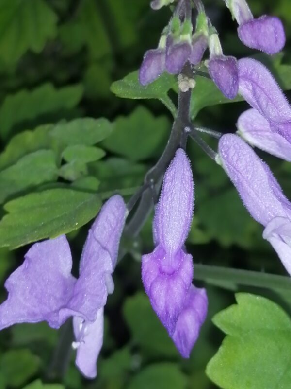 Plectranthus saccatus