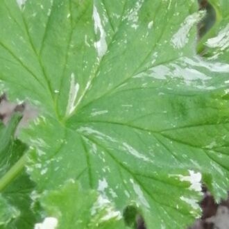 Pelargonium Both's Snowflake