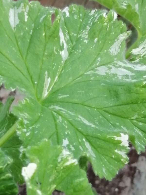 Pelargonium Both's Snowflake