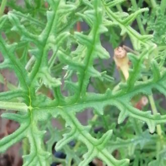Pelargonium Radula