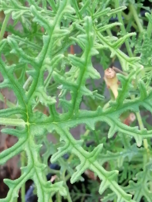 Pelargonium Radula