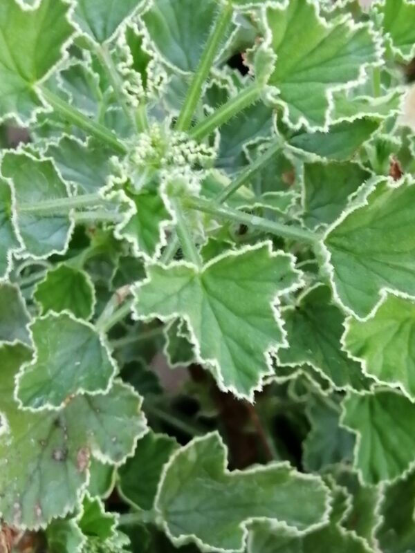 Pelargonium Rita Scheen