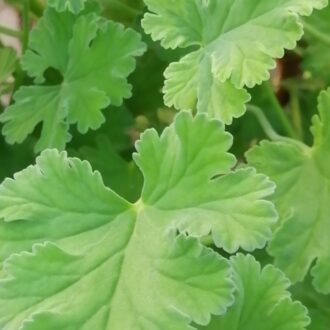 Pelargonium fragrans