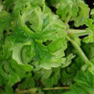 Pelargonium Lemon Tree