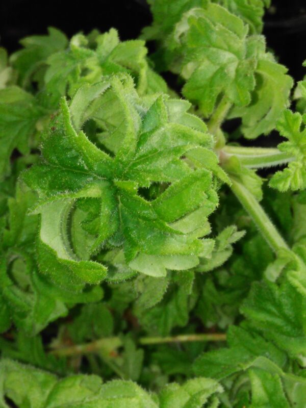 Pelargonium Lemon Tree