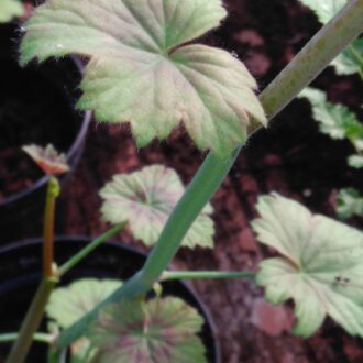 Pelargonium tetragonum