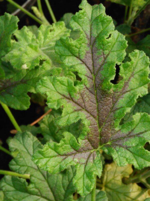 Pelargonium Royal Oak