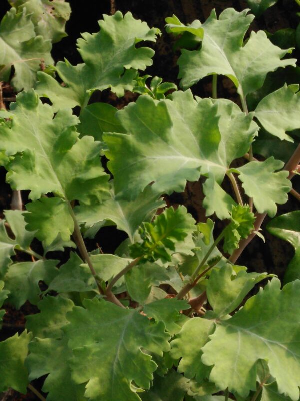Pelargonium gibbosum