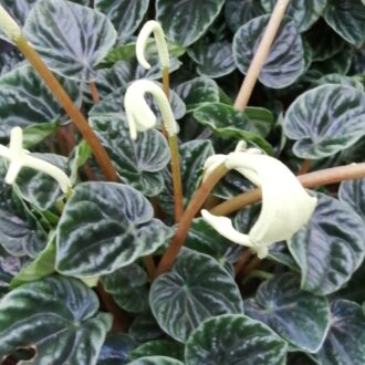 Peperomia caperata