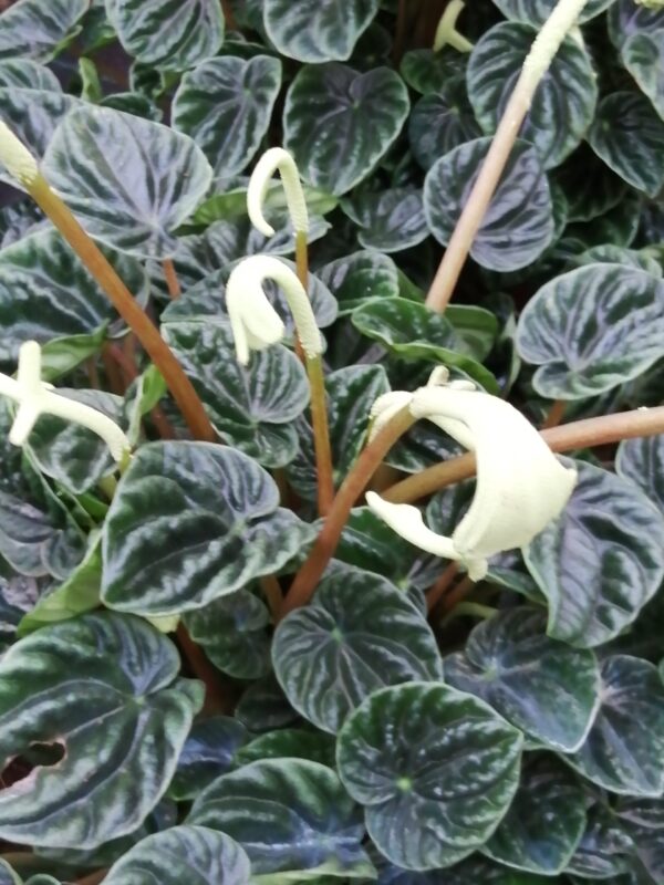 Peperomia caperata