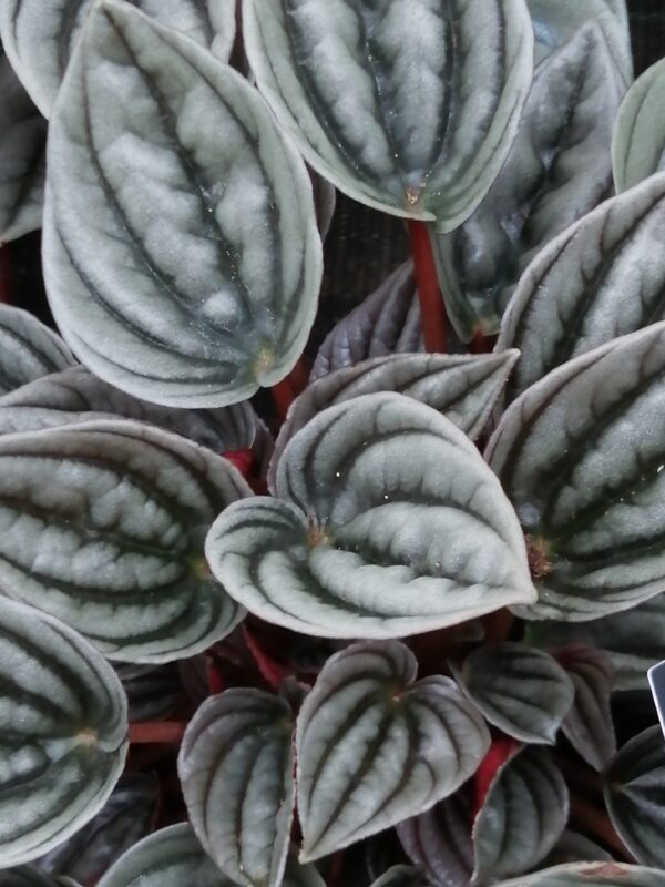 Peperomia caperata 'Mendoza'