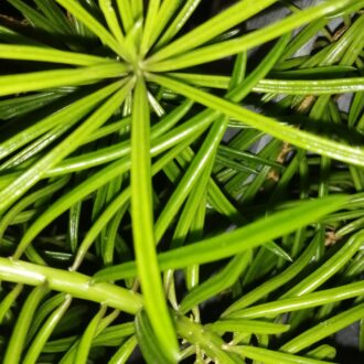 Peperomia ferreyrae
