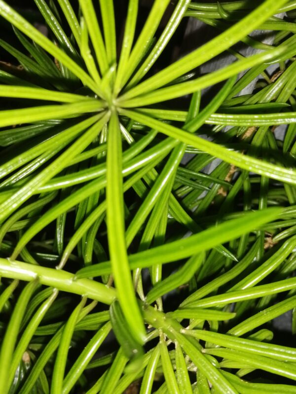 Peperomia ferreyrae