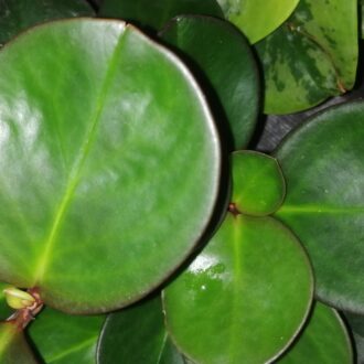 Peperomia obtusifolia , sin. Peperomia magnoliifolia