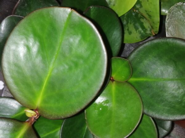 Peperomia obtusifolia , sin. Peperomia magnoliifolia