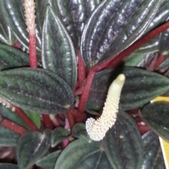 Peperomia caperata 'Brasilia'
