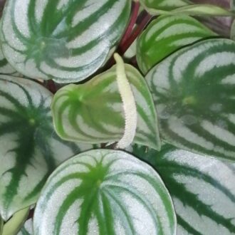 Peperomia argyreia, sin. Peperomia sandersii
