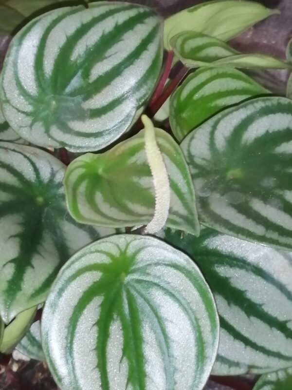 Peperomia argyreia, sin. Peperomia sandersii