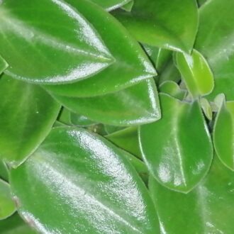 Peperomia orba 'Pixie'
