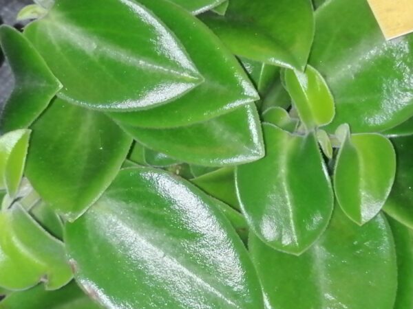 Peperomia orba 'Pixie'