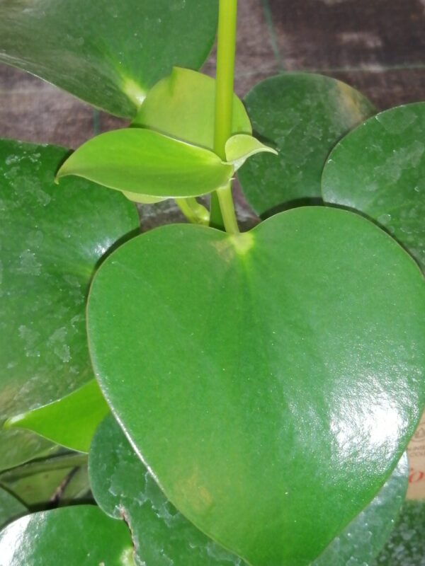 Peperomia polybotria, sin. Peperomia arifolia 'Raindrop'
