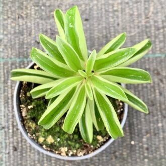 Peperomia Fire Sparks