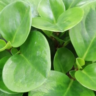 Peperomia obtusifolia Lime
