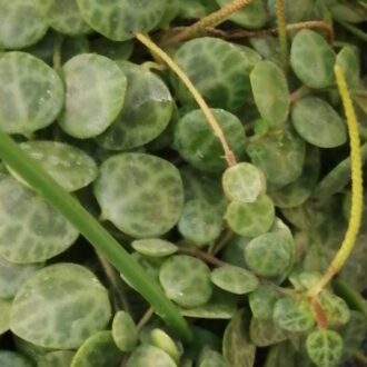 Peperomia prostrata
